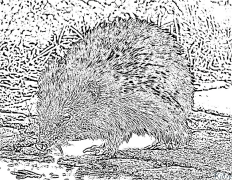 hedgehog Printable Coloring Nplooj Ntawv